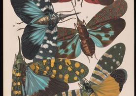 Insectes: 20 planches en phototypie coloriées au patron donnant 80 insectes et 16 compositions décoratives by Eugène Alain Séguy